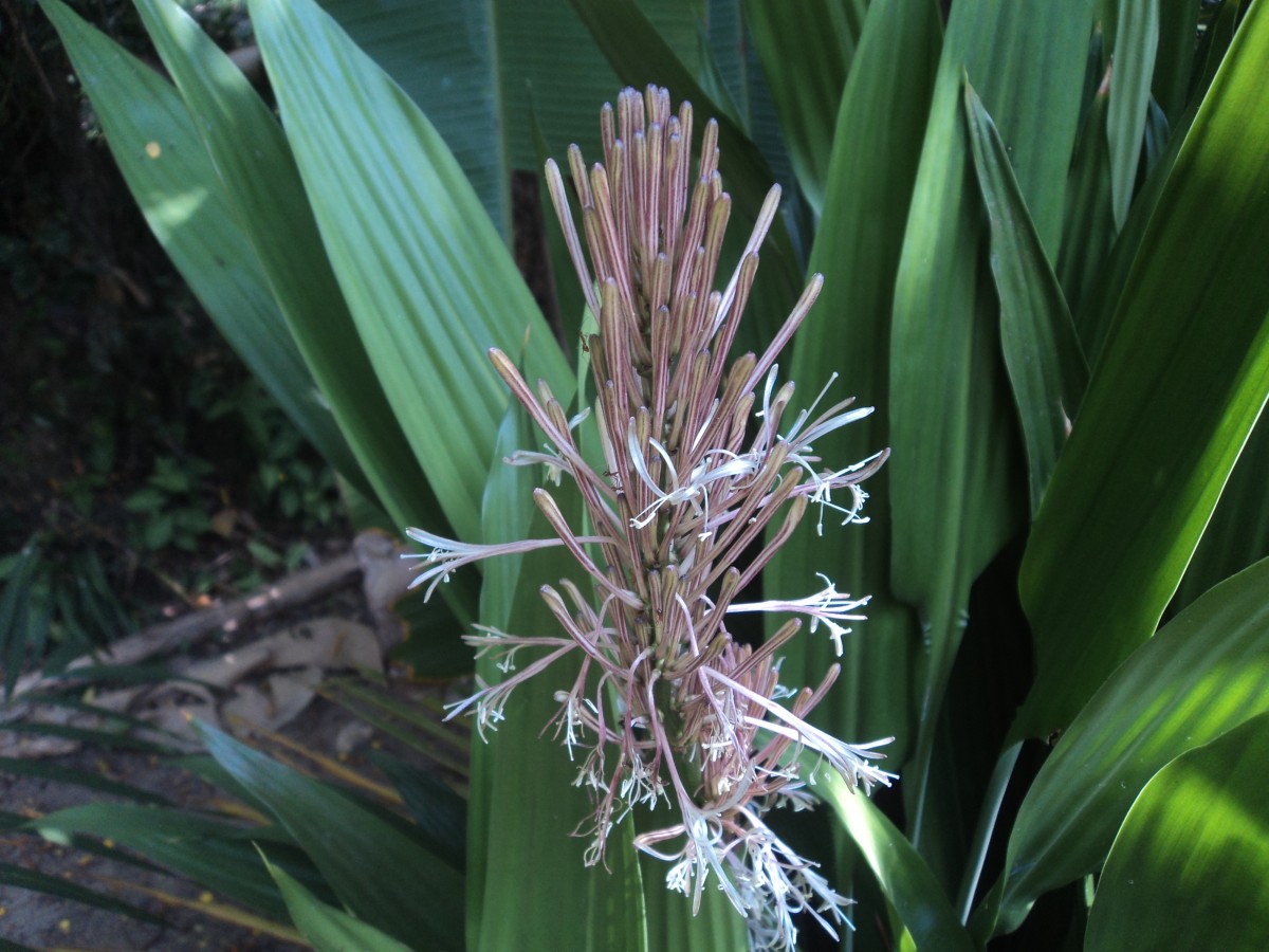 Dracaena aubryana Brongn. ex É.Morren